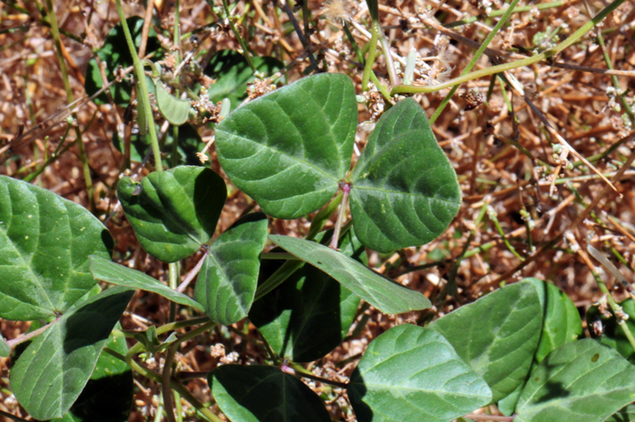 Slimjim Bean has green leaves that alternate along the vine. They are pinnately compound with 3 leaflets. The leaves are deltoid, wide ovate-triangular and generally lobed. Plants have a slender taproot and cylindric or angled stems that branch at the base. Phaseolus filiformis